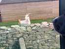 Goats!