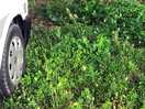 Our pitch, soft compost like,overgrown with large weeds