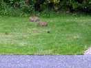 Local wildlife the kids loved to watch in an evening 🐇