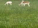 Beautiful animals