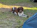 Luna the farm dog