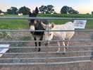 Friendly donkeys :)