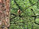 Red squirrel
