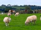 Sheep in the fields