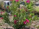 Local flowers