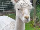 Alpaca!!