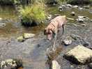 This is the river on the marked dog walk from the camp site only a short walk but very nice.