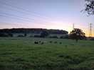 View of cows