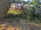 Locals