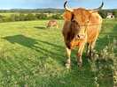 Farm's cows