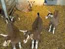 Farm goats again