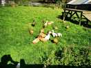 Chickens n ducks