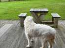 Decking outside cabin