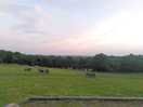 The view at sunset, looking down at the campsite and out to the south downs in the far distance.