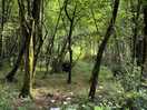 Woodland