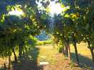 Shower in the vine garden
