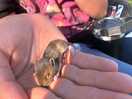 We found a little abandoned field mouse