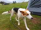 Dog friendly site