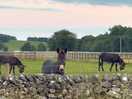 Donkey reservation
