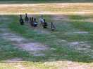 Ducks with chicks
