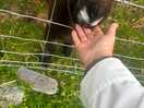 Friendly animals