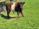 Cow