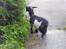 Happy goat