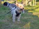 Even the fur babies loved their camping trip