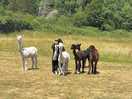 The alpacas