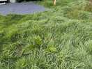 Long grass