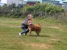 Dog friendly site