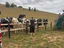 The cow field next to our pitch!