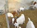 Farm goats