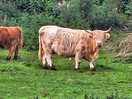 Highland cows