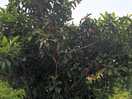Crab apple tree