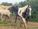 Horses and ponies at campsite