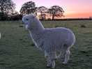 Alpaca