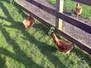 The chickens roam freely around the farm