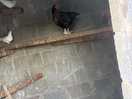 Chicken coup