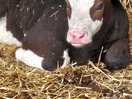 Baby cow