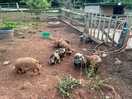 Pigs