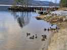 Ducks