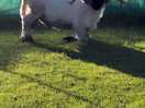 Valais blacknose sheep