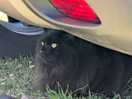 Campsite cat
