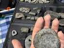 Fossils found at nearby saltwick and whitby