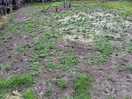 Tent "pitch" - the green is not grass it's weeds and nettles. a lumpy mud pit with concrete slabs.
