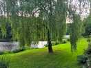 Willow