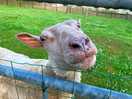 Friendly animals
