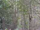 The forest around the lodges