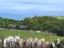 Farm”next door”